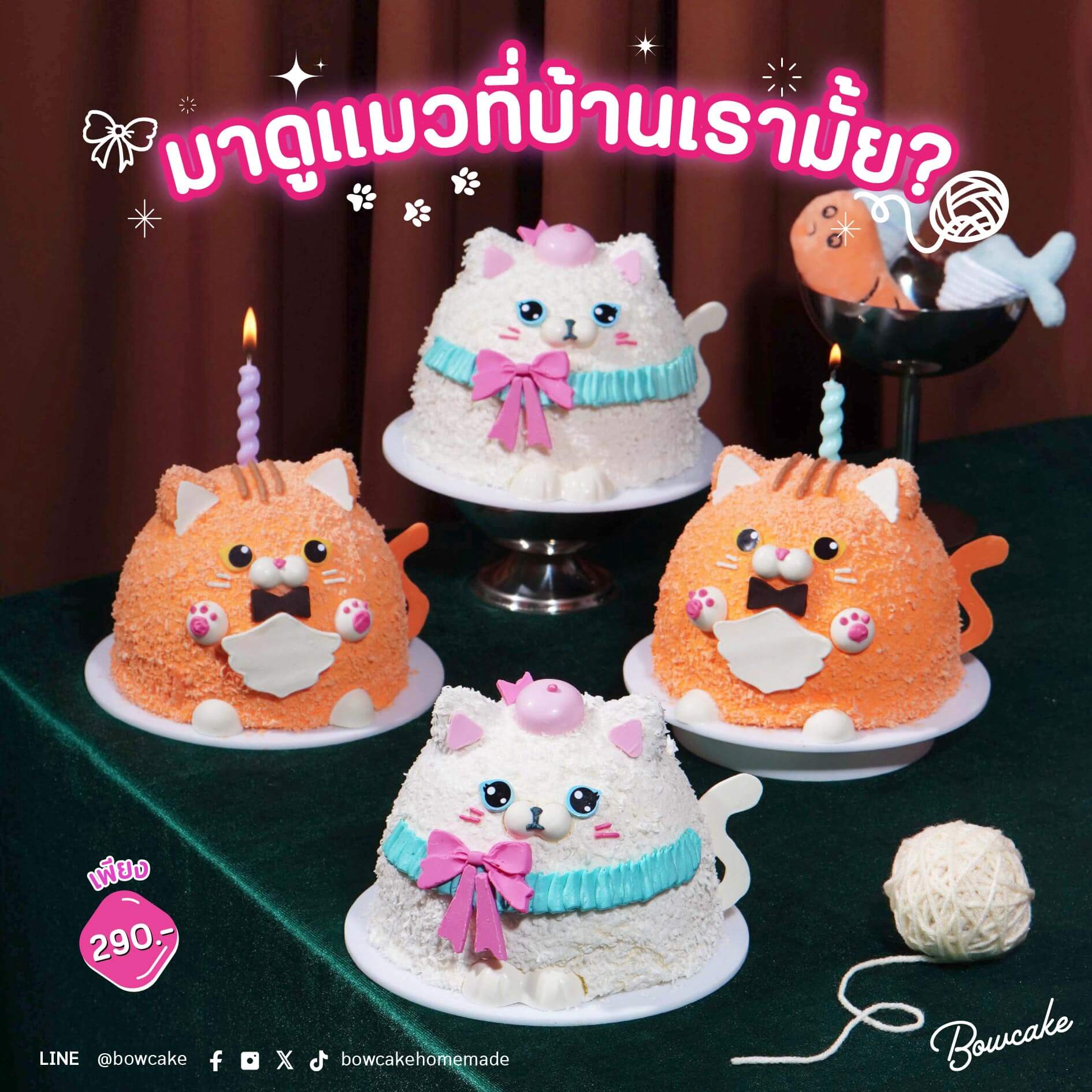 มาดูแมวที่บ้านเรามั้ย?